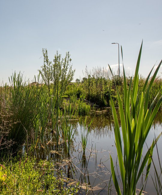 Heijmans Hessenpoort Zwolle groen bedrijventerrein natuur water